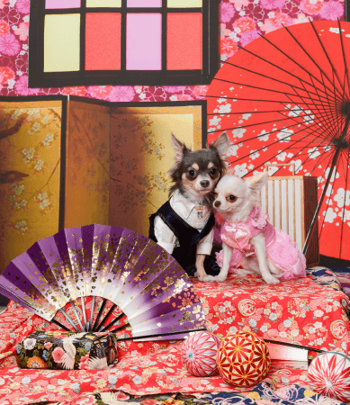 SBIいきいき少短、「Pet博2019 in 横浜」に初出展！新年ならではの“和”な写真が撮影できるフォトブースを設置！