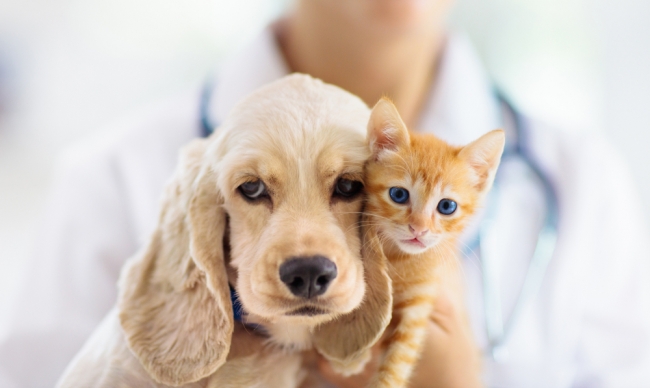ペットの支出に関する調査～ 年間のペット関連支出4人に1人増加、主な要因は「病気やケガの診療費」～