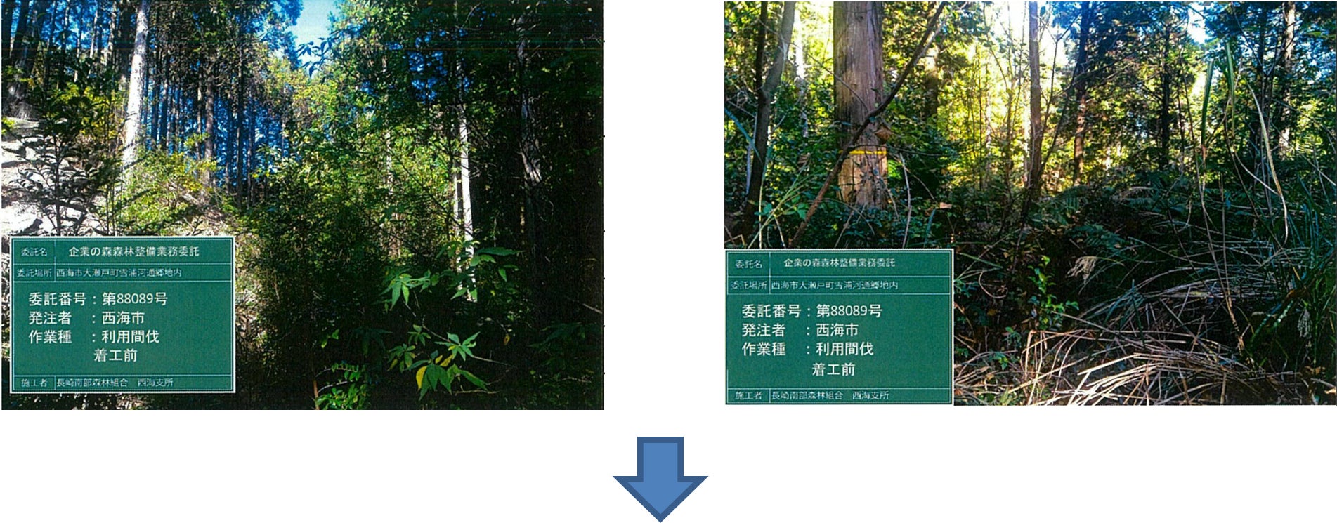 長崎県西海市の森林整備保護活動「チューリッヒの森」プロジェクト、2022年度の整備活動の報告および2023年度の整備活動について