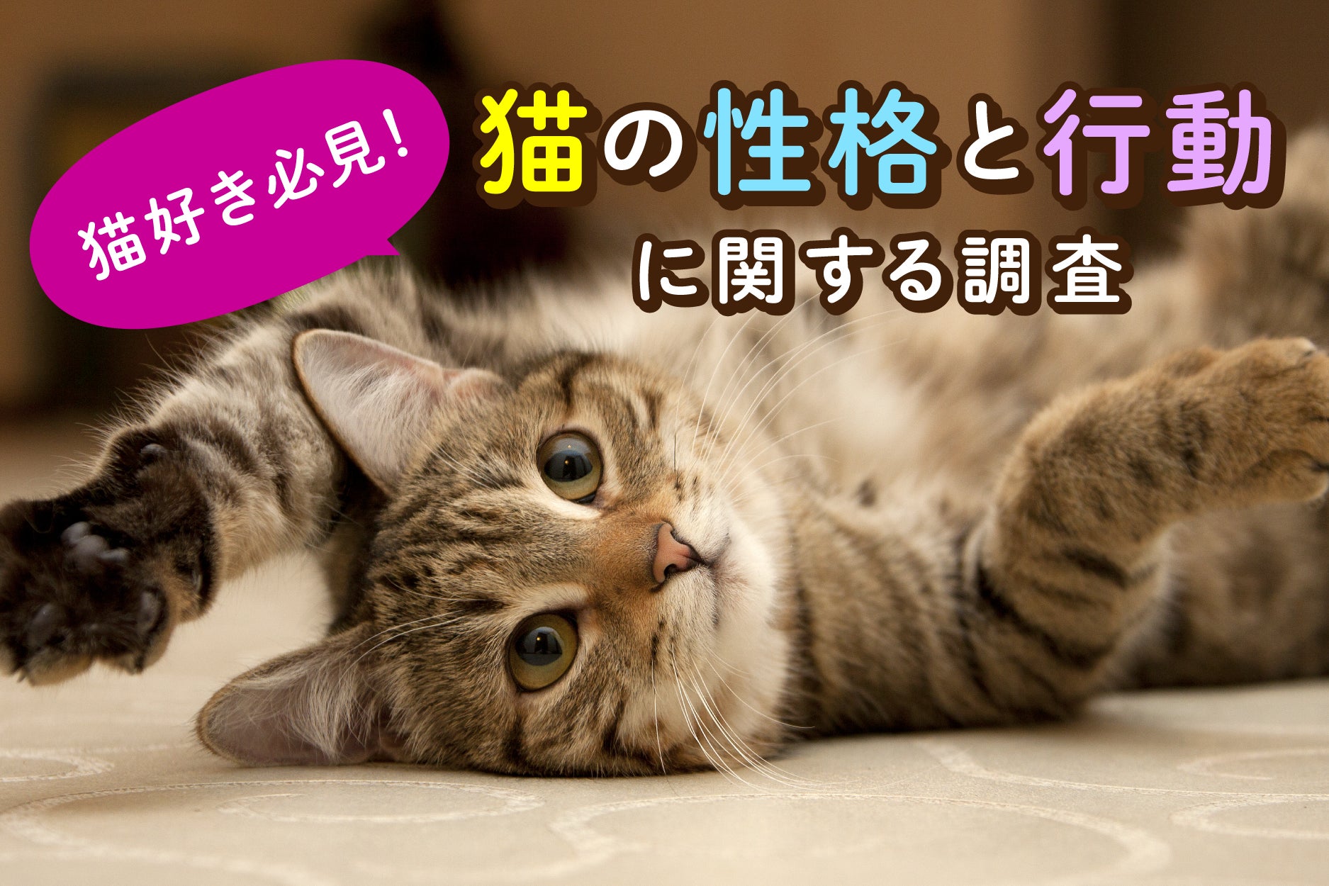 【猫好き必見！】猫の性格と行動に関する調査