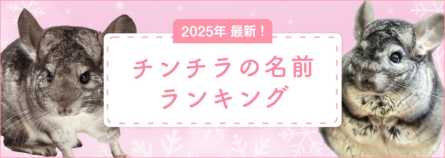 【2025年最新】チンチラの名前ランキングを発表！