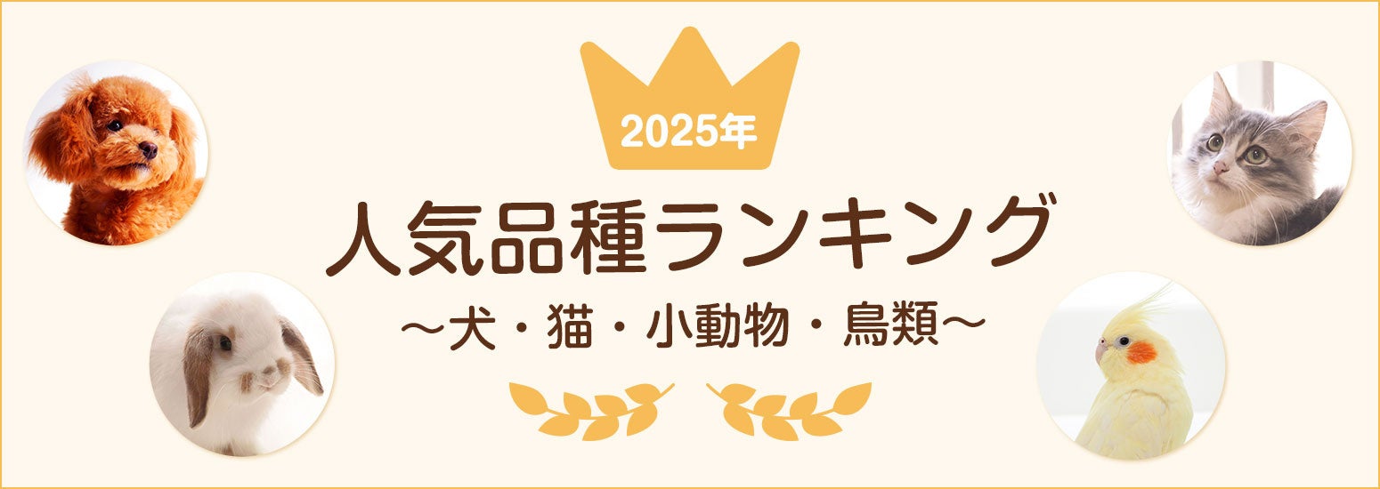 大学生の海外旅行に関する調査（2025年）： 渡航先での支払い方法や両替方法を公開