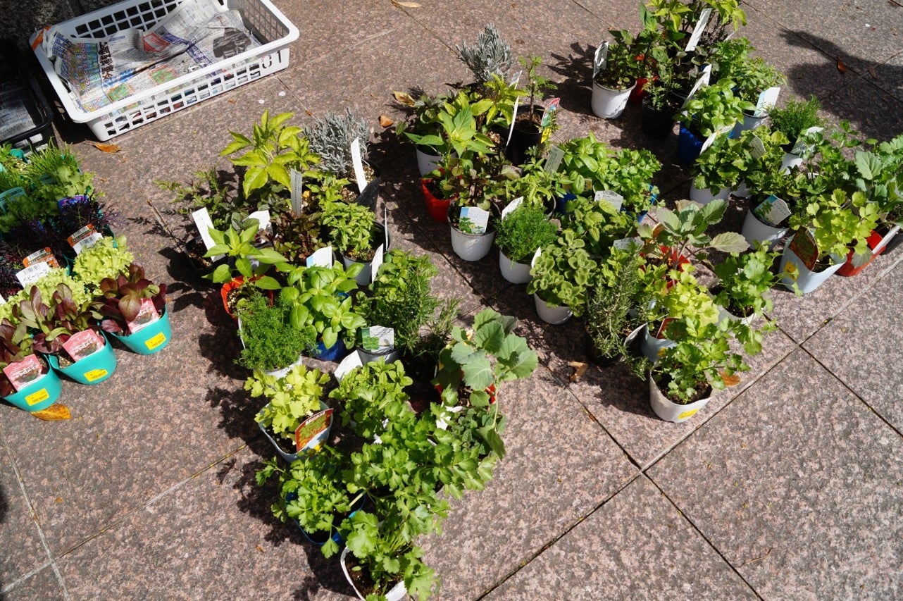 日比谷公園でのSynecocultureTM 春の植栽実施のお知らせ
