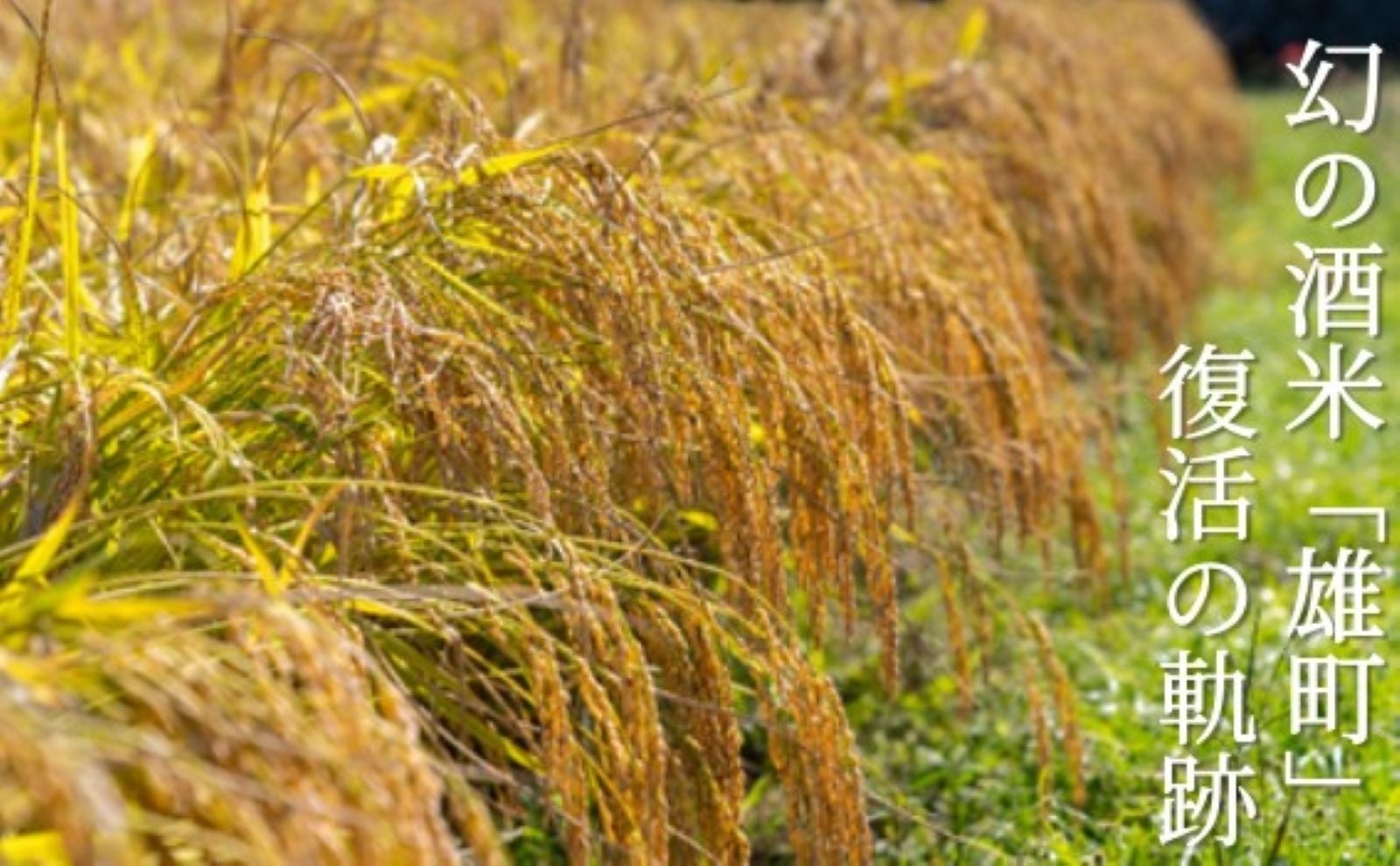【東京グレートベアーズ】株式会社エポスカードとのオフィシャルパートナー契約締結のお知らせ