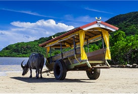 【水牛車もクレカのタッチ決済で乗車！】10月23日から由布島水牛車でクレジットカード等のタッチ決済による乗車サービスを開始します