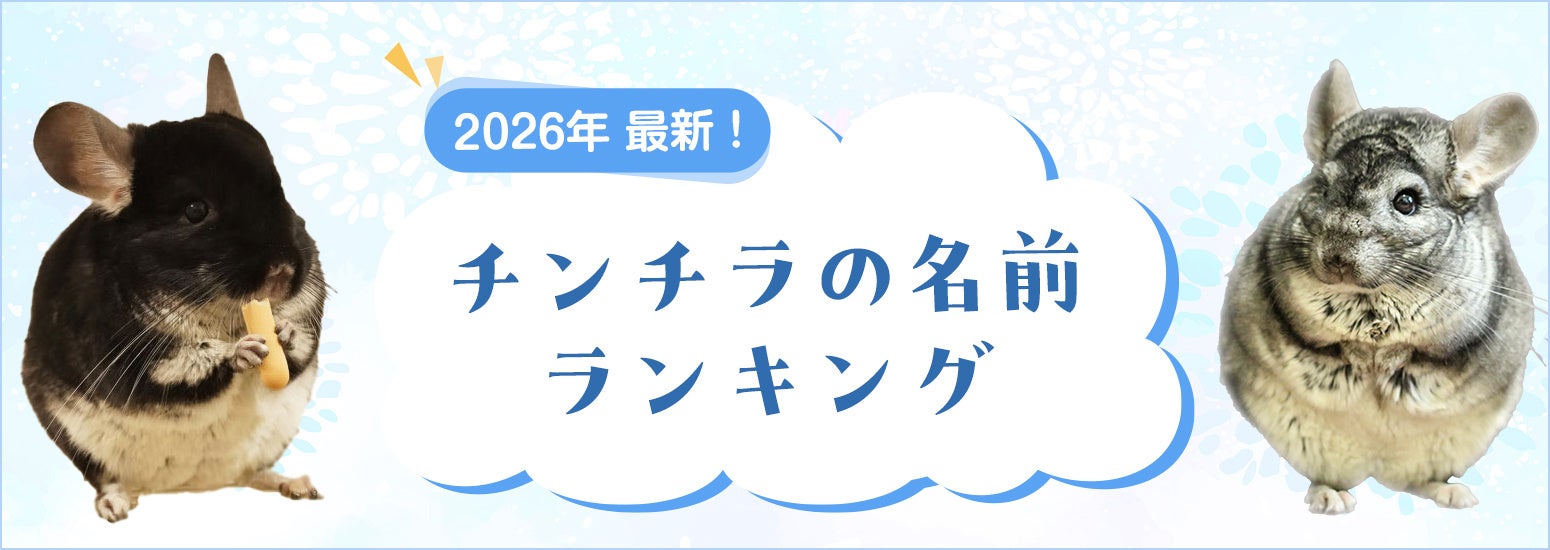 【2026年最新】チンチラの名前ランキングを発表！総合1位は「オモチ」