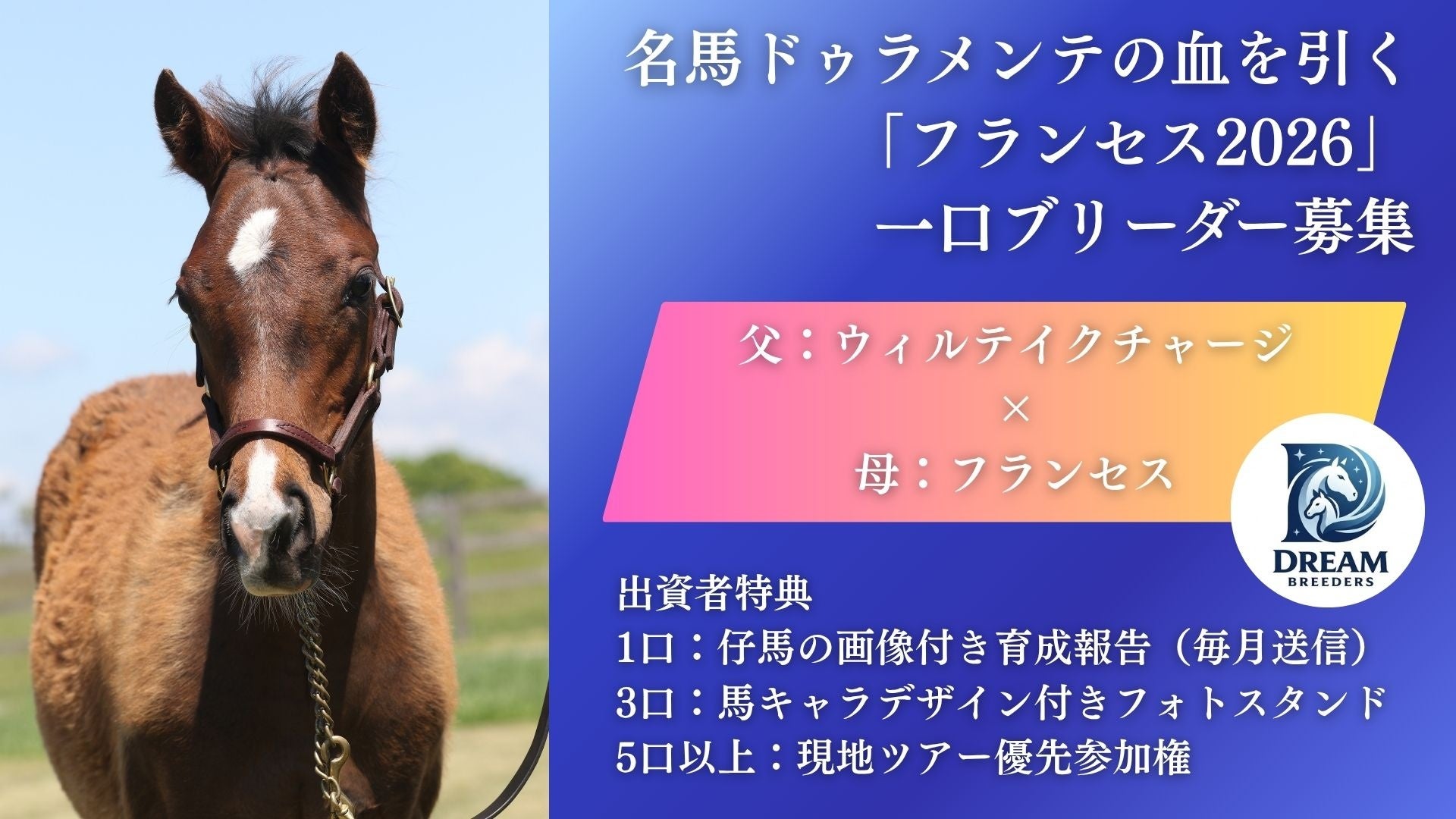 ファンと育てる、新しい馬産のかたち―「フランセス2026 育成ファンド」募集開始