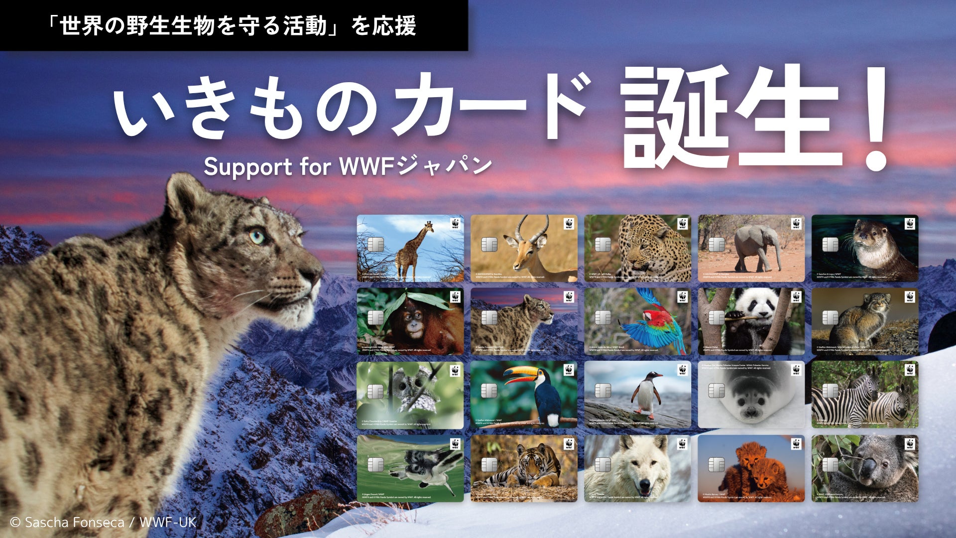 「いきものカード Support for WWFジャパン」を提供開始